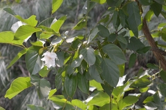 Dolichandrone atrovirens